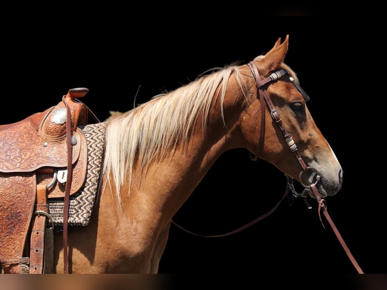 American Quarter Horse Gelding 2 years 14,2 hh Roan-Red in Fort Collins