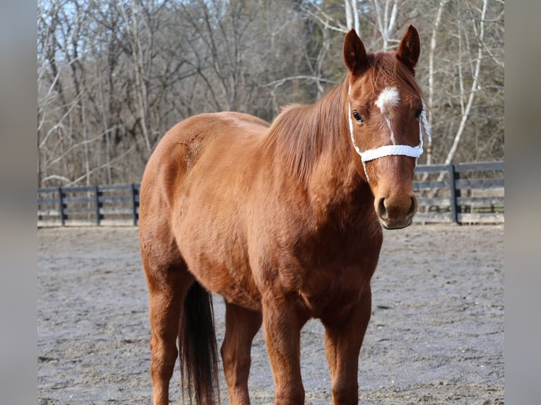 American Quarter Horse Gelding 2 years 14,2 hh Sorrel in Jonesborough