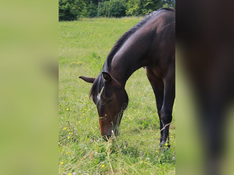 American Quarter Horse Gelding 2 years 14,3 hh Bay-Dark in Steinen