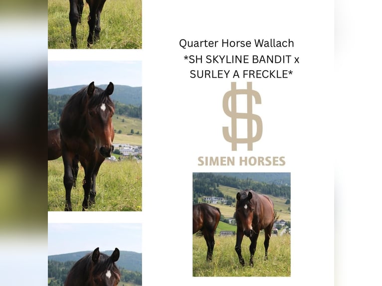 American Quarter Horse Gelding 2 years 14,3 hh Bay-Dark in Steinen