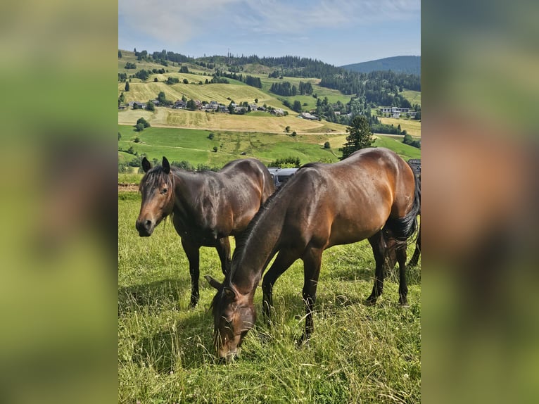 American Quarter Horse Gelding 2 years 14,3 hh Bay-Dark in Steinen