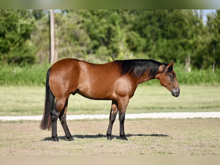 American Quarter Horse Gelding 2 years 14,3 hh Bay in Waco, TX