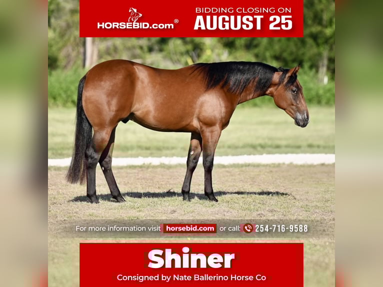 American Quarter Horse Gelding 2 years 14,3 hh Bay in Waco, TX