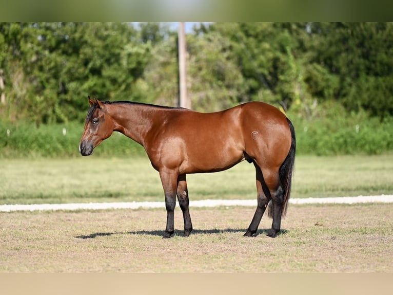 American Quarter Horse Gelding 2 years 14,3 hh Bay in Waco, TX
