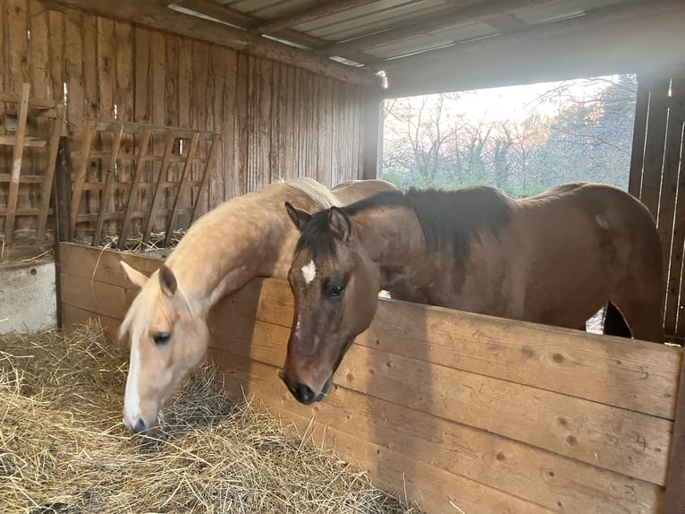 American Quarter Horse Gelding 2 years 14,3 hh Brown Falb mold in Petit-Réderching