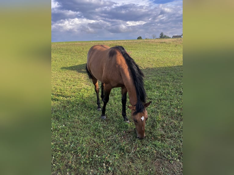 American Quarter Horse Gelding 2 years 14,3 hh Brown Falb mold in Petit-Réderching