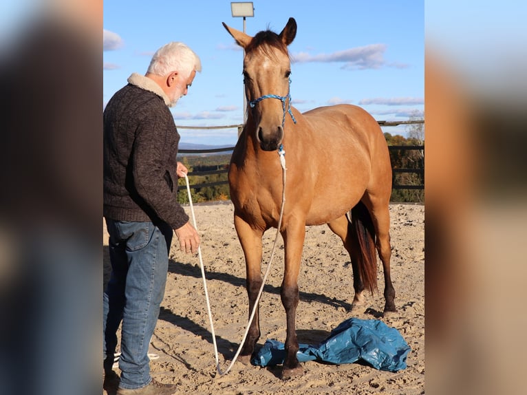 American Quarter Horse Gelding 2 years 14,3 hh Buckskin in M&#xFC;glitztal