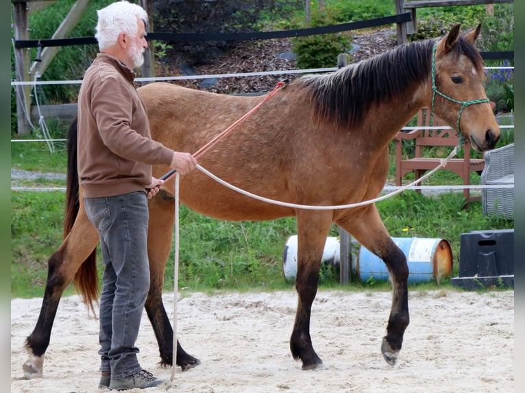 American Quarter Horse Gelding 2 years 14,3 hh Buckskin in M&#xFC;glitztal