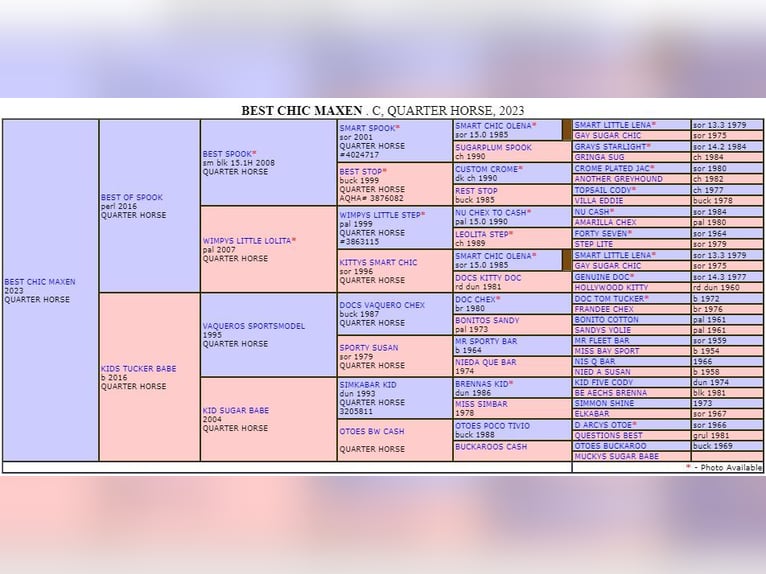 American Quarter Horse Gelding 2 years 14,3 hh Buckskin in M&#xFC;glitztal