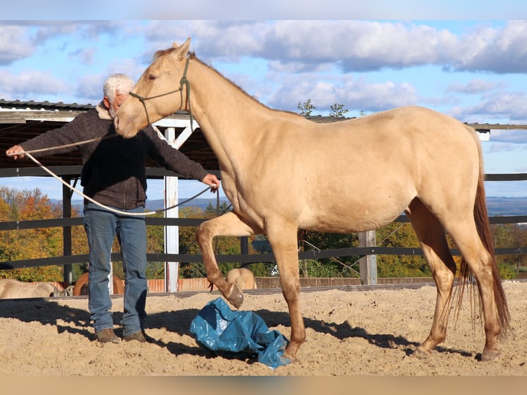American Quarter Horse Gelding 2 years 14,3 hh Champagne in Müglitztal American Quarter Horse Gelding 2 years 14,3 hh Champagne in Müglitztal