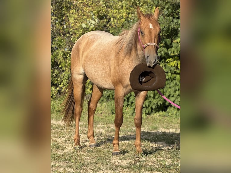American Quarter Horse Gelding 2 years 14,3 hh Roan-Red in Elmenhorst-Lichtenhagen