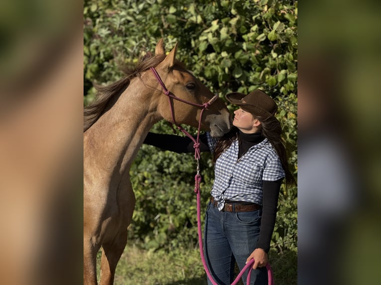 American Quarter Horse Gelding 2 years 14,3 hh Roan-Red in Elmenhorst-Lichtenhagen