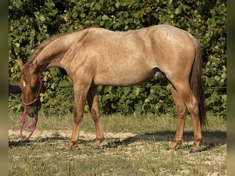 American Quarter Horse Gelding 2 years 14,3 hh Roan-Red in Elmenhorst-Lichtenhagen