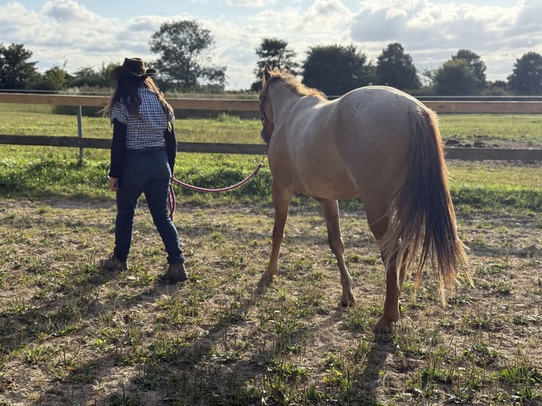 American Quarter Horse Gelding 2 years 14,3 hh Roan-Red in Elmenhorst-Lichtenhagen