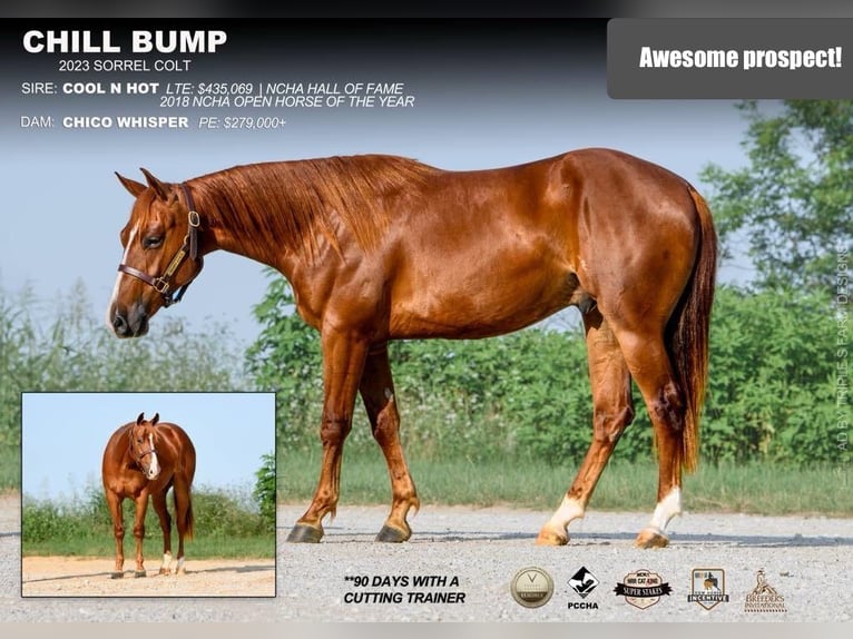 American Quarter Horse Gelding 2 years 14,3 hh Sorrel in Ravenna
