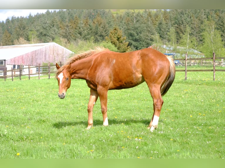 American Quarter Horse Gelding 2 years 15,1 hh Chestnut-Red in Harsin