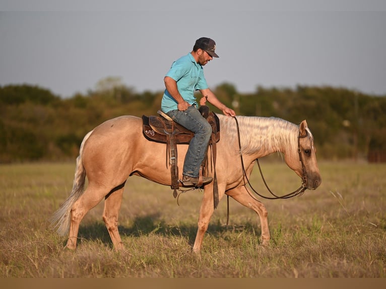 American Quarter Horse Gelding 2 years 15,1 hh Palomino in Waco, TX