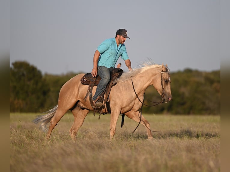 American Quarter Horse Gelding 2 years 15,1 hh Palomino in Waco, TX