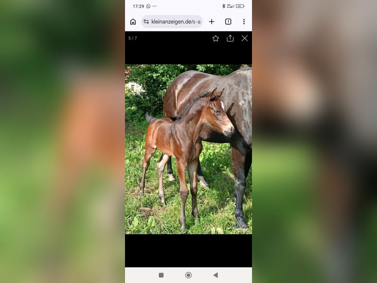 American Quarter Horse Mix Gelding 2 years 15.1 hh Smoky-Black in Pfronten