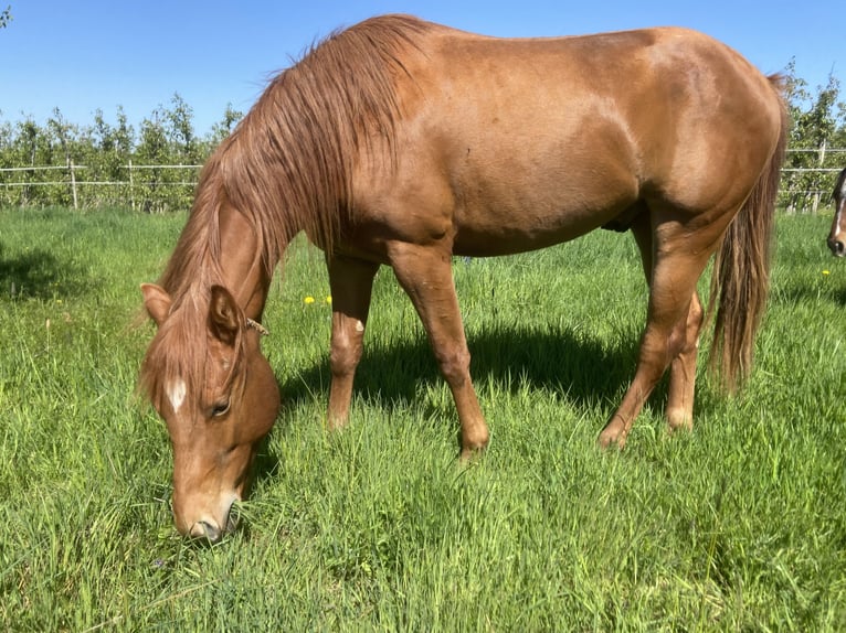American Quarter Horse Gelding 2 years 15.2 hh Chestnut in WachtbergWachtberg