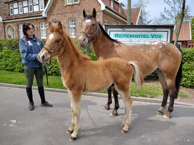 American Quarter Horse Mix Gelding 2 years 15,2 hh Chestnut-Red in Eggermühlen