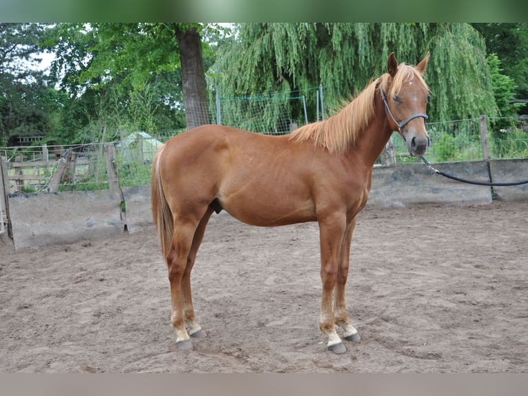 American Quarter Horse Gelding 2 years 15,2 hh Chestnut-Red in Bückeburg Evesen