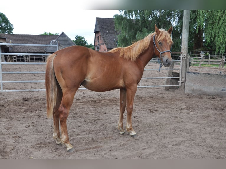 American Quarter Horse Gelding 2 years 15,2 hh Chestnut-Red in Bückeburg Evesen