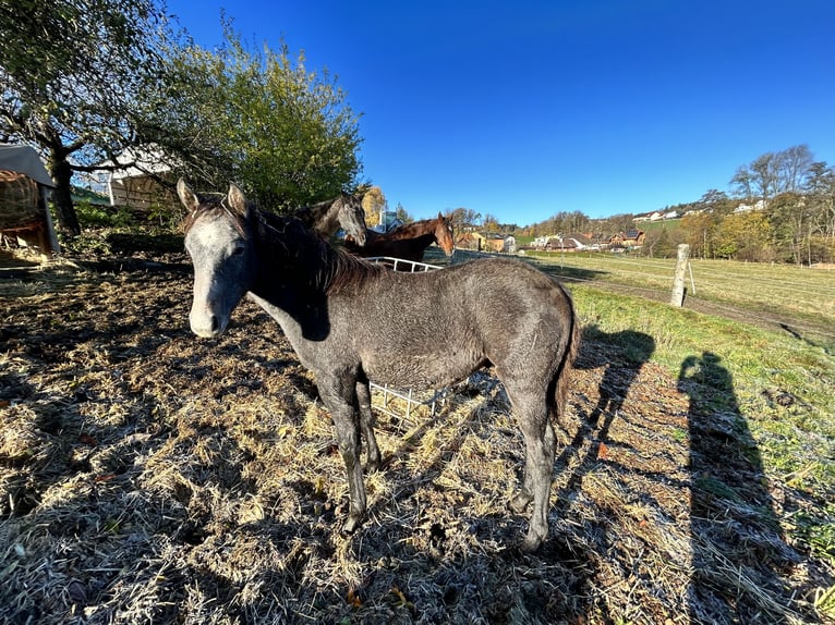 American Quarter Horse Gelding 2 years 15,2 hh Gray in Altenberg