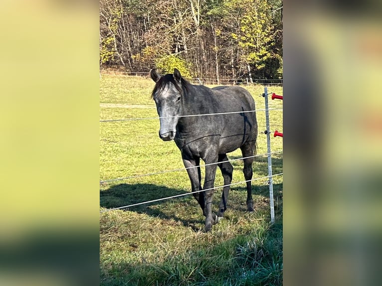 American Quarter Horse Gelding 2 years 15,2 hh Gray in Altenberg