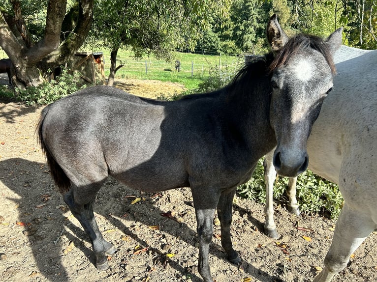 American Quarter Horse Gelding 2 years 15,2 hh Gray in Altenberg