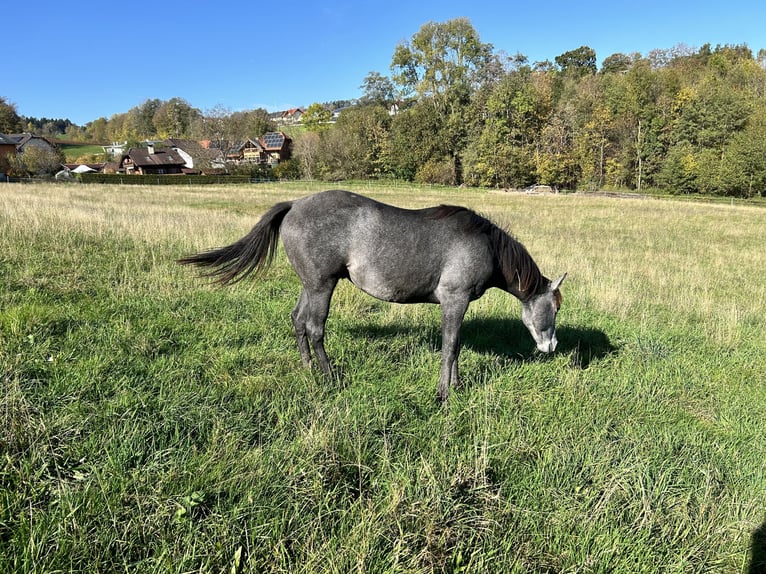 American Quarter Horse Gelding 2 years 15,2 hh Gray in Altenberg