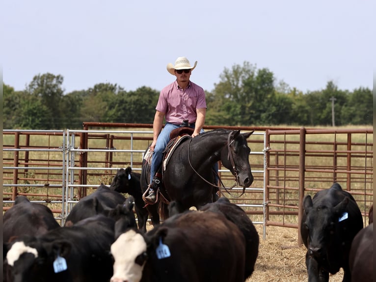 American Quarter Horse Gelding 2 years 15 hh Black in Buffalo