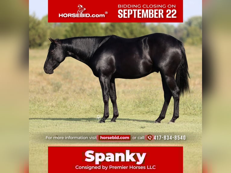 American Quarter Horse Gelding 2 years 15 hh Black in Buffalo