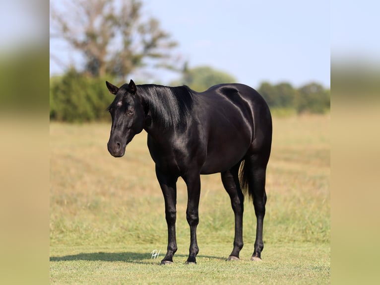 American Quarter Horse Gelding 2 years 15 hh Black in Buffalo