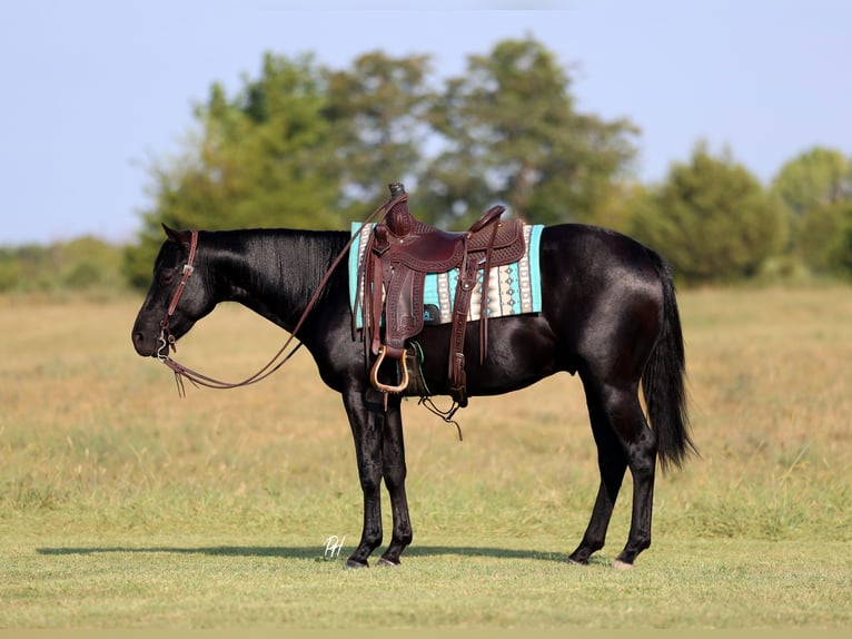 American Quarter Horse Gelding 2 years 15 hh Black in Buffalo