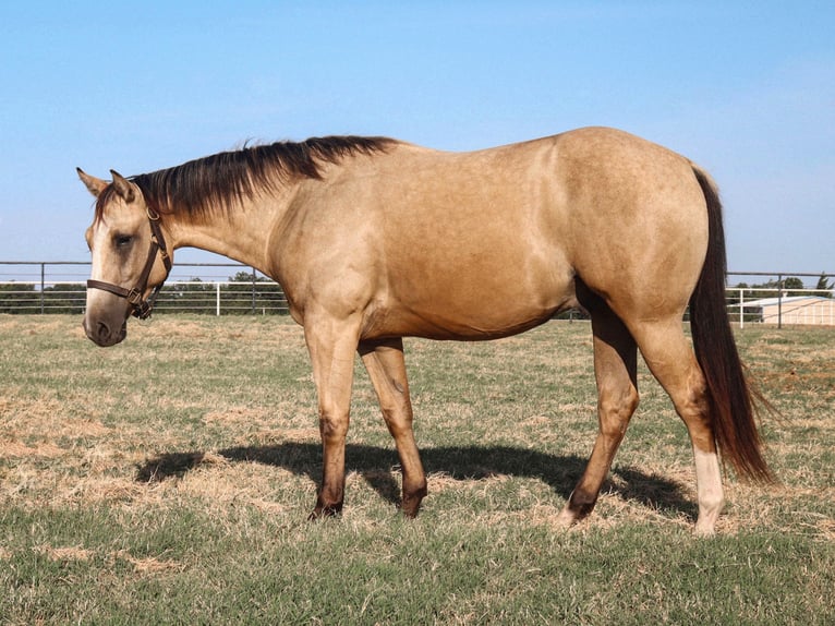 American Quarter Horse Gelding 2 years 15 hh Buckskin in Gainesville