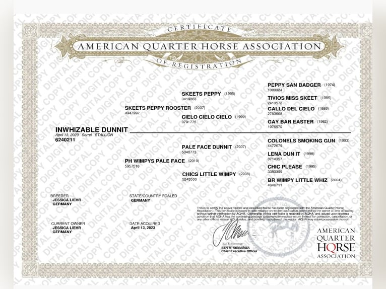 American Quarter Horse Gelding 2 years 15 hh Chestnut-Red in Harth-P&#xF6;llnitz