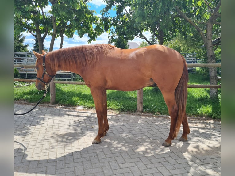 American Quarter Horse Gelding 2 years 15 hh Chestnut-Red in Harth-P&#xF6;llnitz
