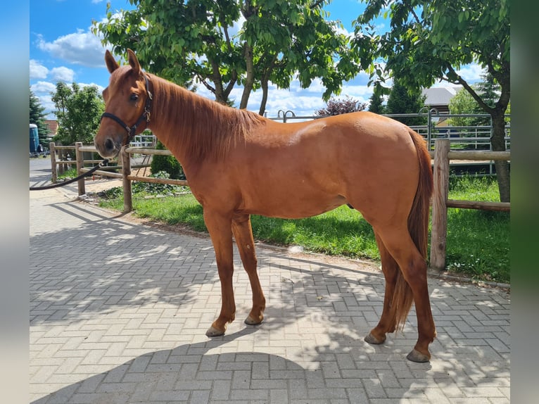 American Quarter Horse Gelding 2 years 15 hh Chestnut-Red in Harth-P&#xF6;llnitz