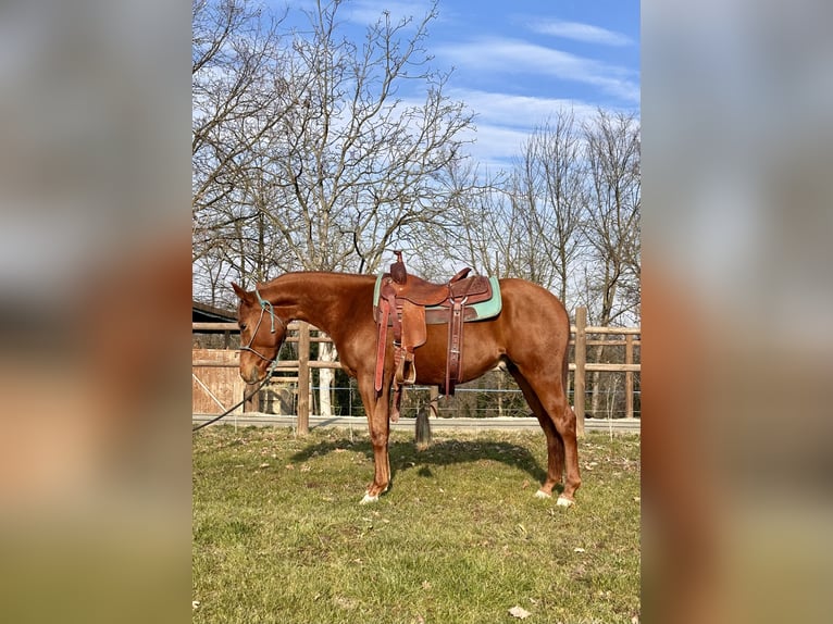 American Quarter Horse Gelding 2 years 15 hh Chestnut-Red in Cortazzone