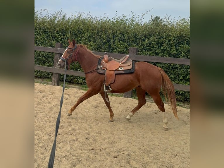 American Quarter Horse Gelding 2 years 15 hh Chestnut-Red in Daleiden American Quarter Horse Gelding 2 years 15 hh Chestnut-Red in Daleiden