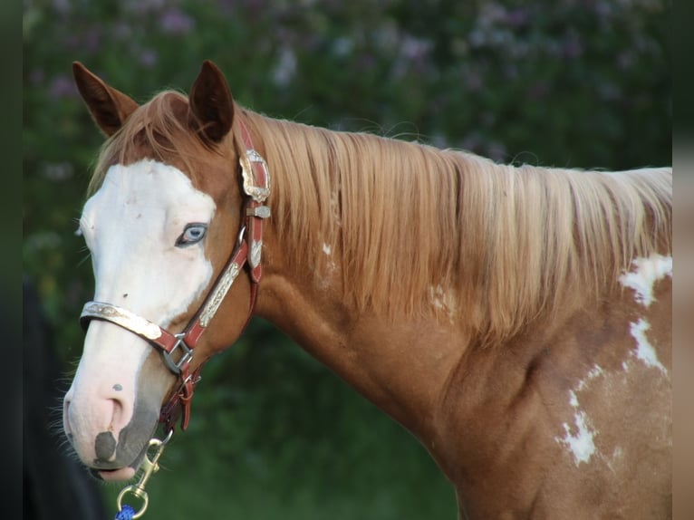 American Quarter Horse Gelding 2 years 15 hh Overo-all-colors in Schwarzach