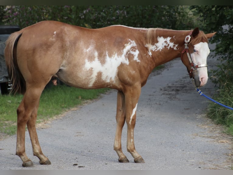 American Quarter Horse Gelding 2 years 15 hh Overo-all-colors in Schwarzach