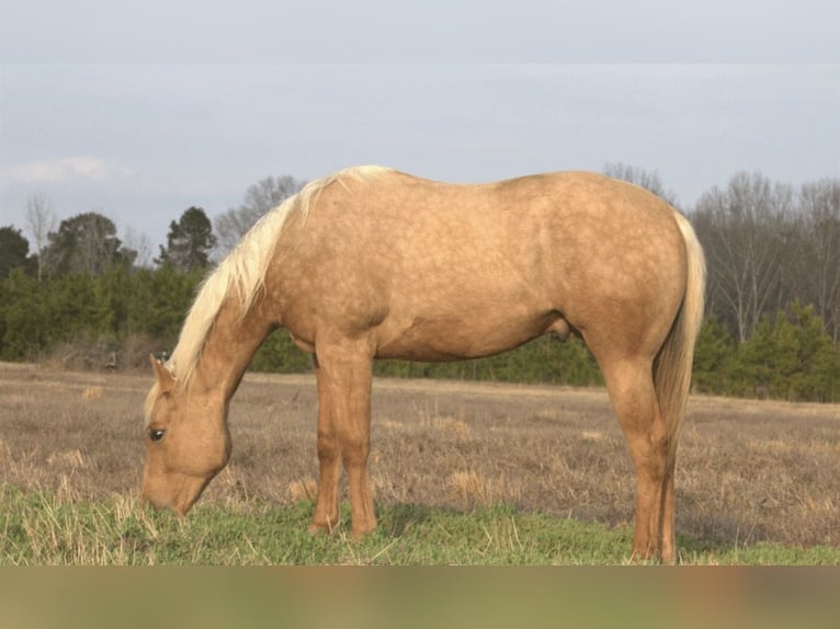American Quarter Horse Gelding 2 years 15 hh Palomino in Lebanon