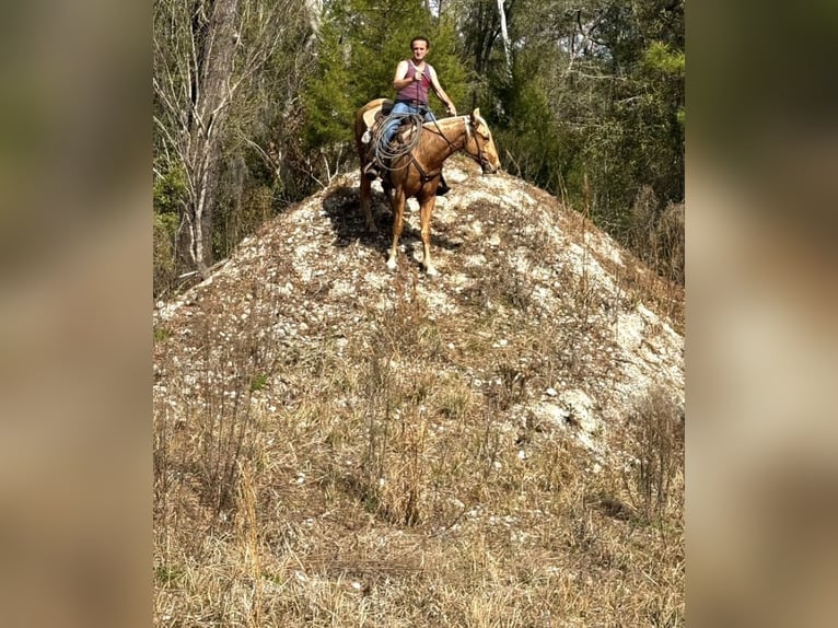 American Quarter Horse Gelding 2 years 15 hh Palomino in Williston
