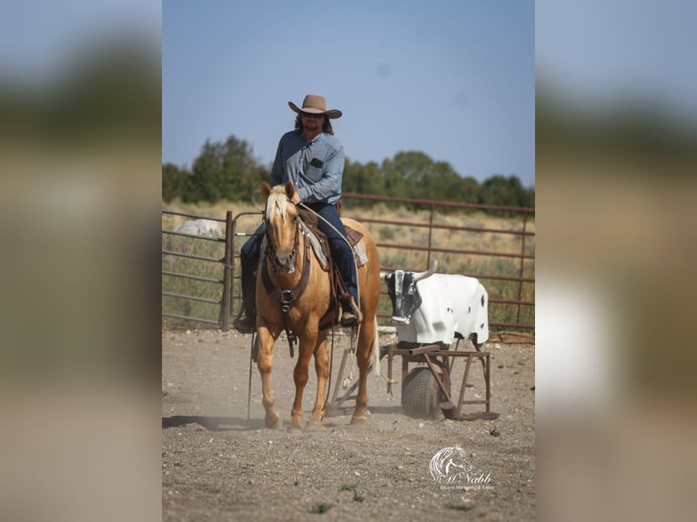American Quarter Horse Gelding 2 years 15 hh Palomino in Cody