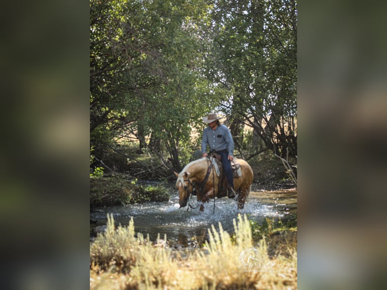 American Quarter Horse Gelding 2 years 15 hh Palomino in Cody