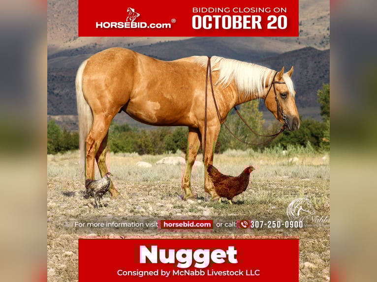 American Quarter Horse Gelding 2 years 15 hh Palomino in Cody