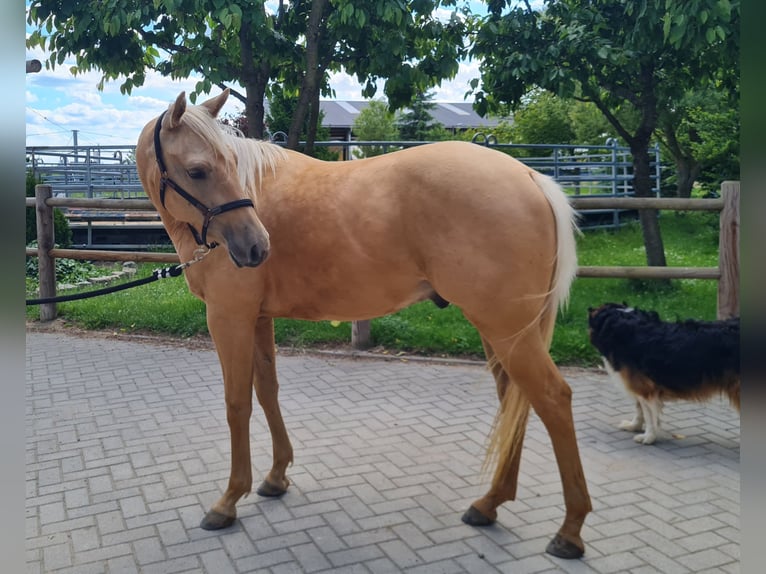 American Quarter Horse Gelding 2 years 15 hh Palomino in Harth-P&#xF6;llnitz