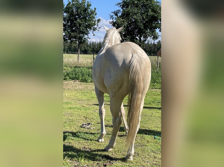 American Quarter Horse Gelding 2 years 15 hh Palomino in Treuenbrietzen